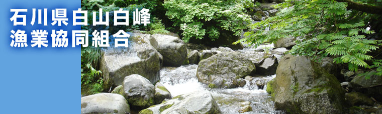 石川県白山麓 白峰漁業協同組合