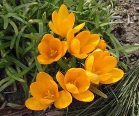 クロッカスの花たち(2012.3.26.午後)上から