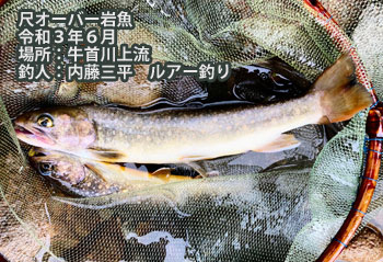 岩魚
