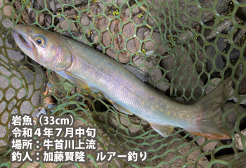 岩魚