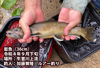 岩魚