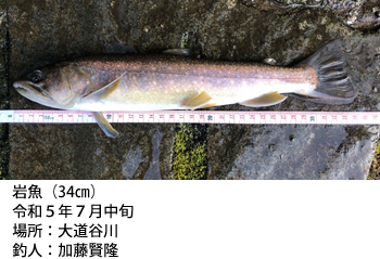 岩魚