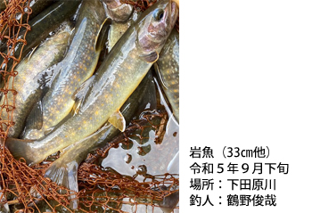 岩魚
