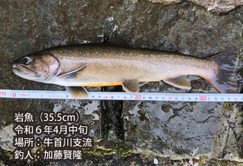 岩魚