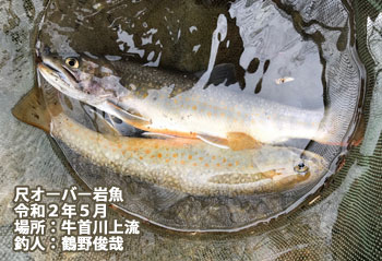 岩魚