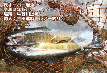 岩魚