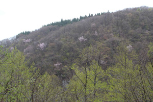 山